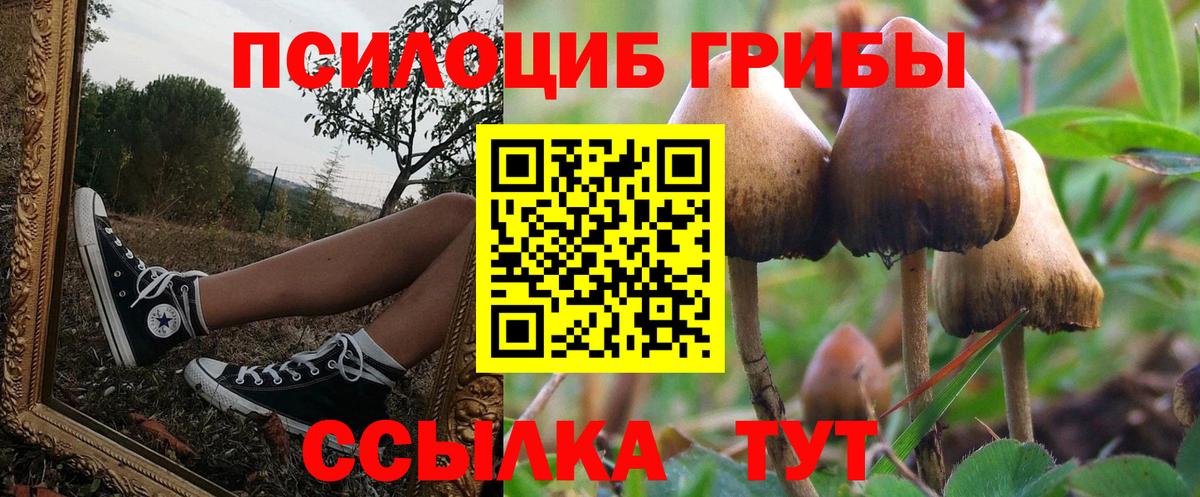 Галлюциногенные грибы Psilocybe Донецк